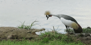 Extreme booping.