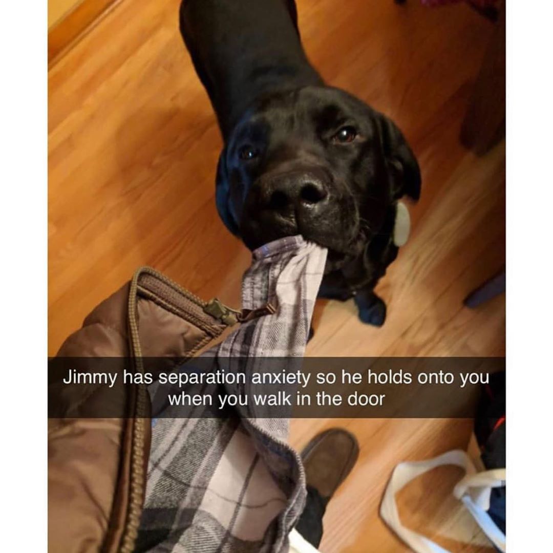 I would never leave you, doggo Jim.