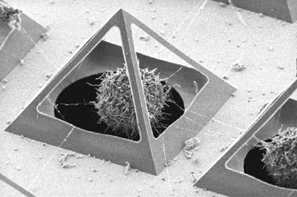 Researchers Build Pyramid Cages To Study Living Cells. SCIENCE!