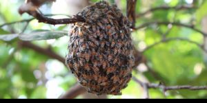 The thing about honeybees is, they are pretty metal.