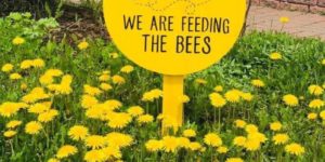 Feed the beees