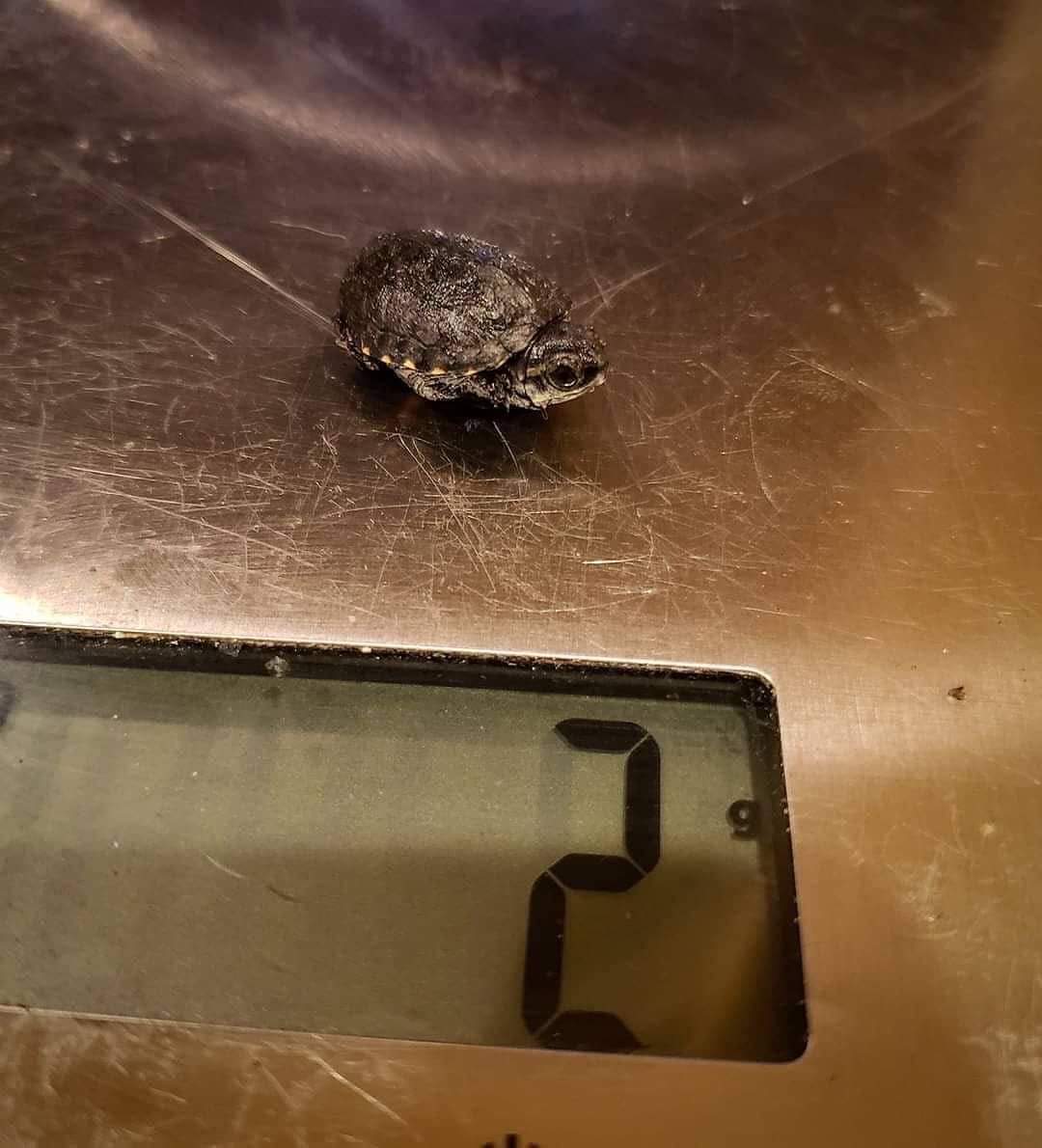 2 grams of turtle power!