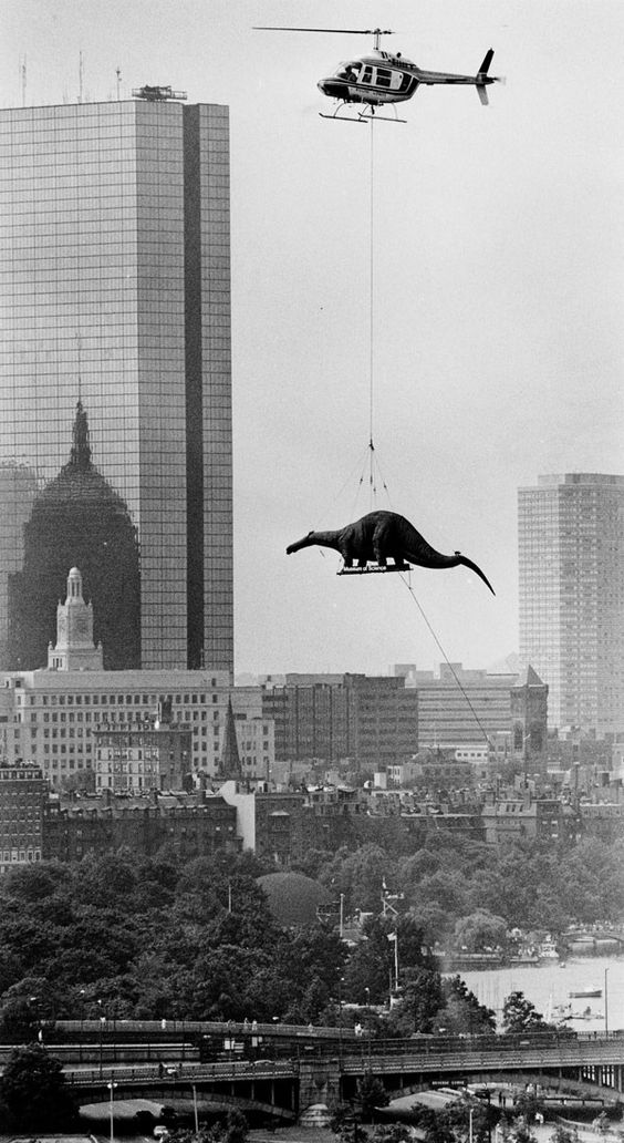 Dinosaurs arriving at the Boston Museum of Science, circa 1984