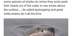 Just shark things…