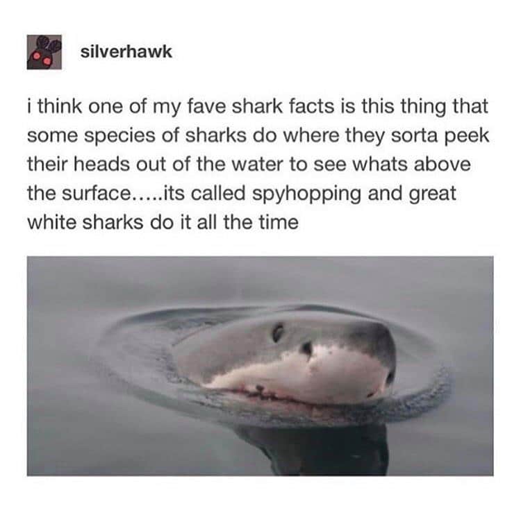 Just shark things...