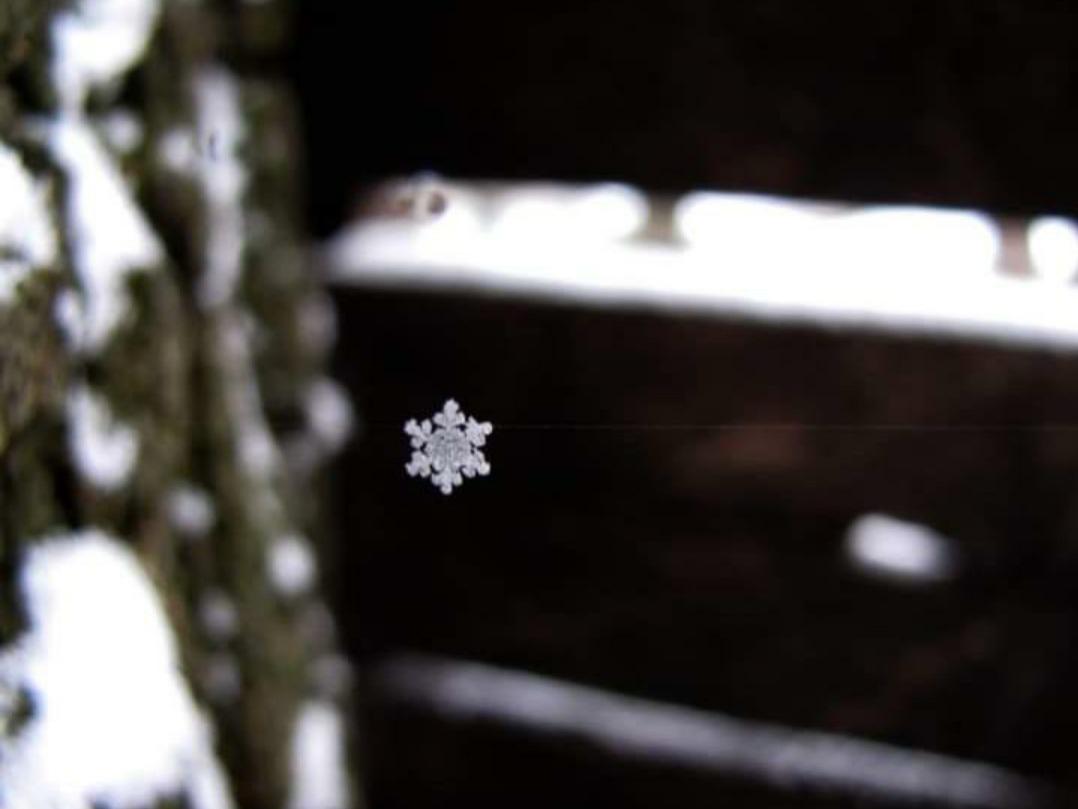 Spider web vs snow flake.