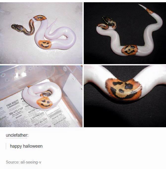 pumpkin snek