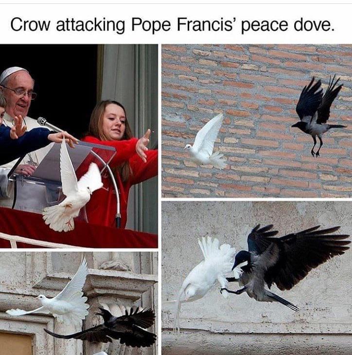 2020, in a bird.
