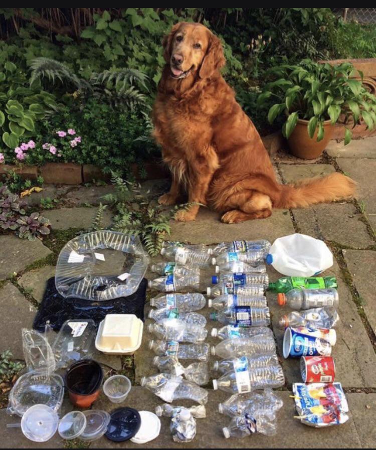 She's trained to retrieve litter #trashdoggo