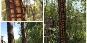 The pattern this wasp peels the bark off a tree.