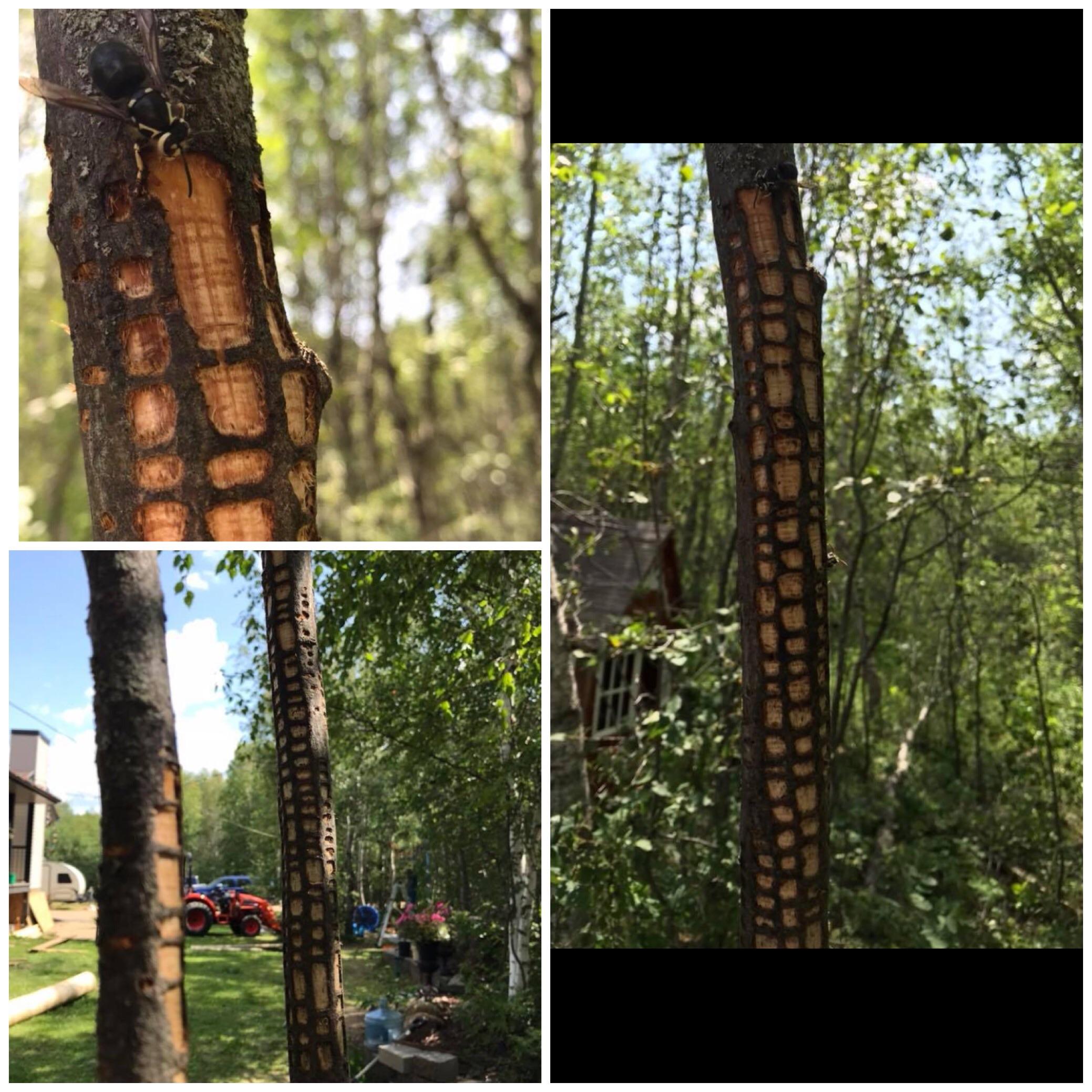 The pattern this wasp peels the bark off a tree.