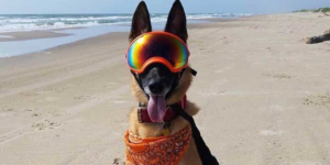 This dog is cooler than you AND has a job.