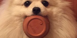 The Pomeranian stole my pot.