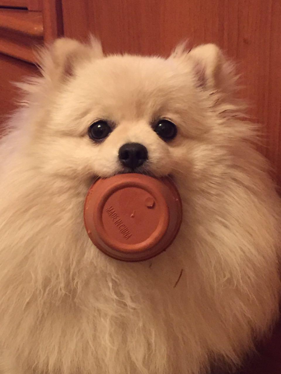 The Pomeranian stole my pot. 