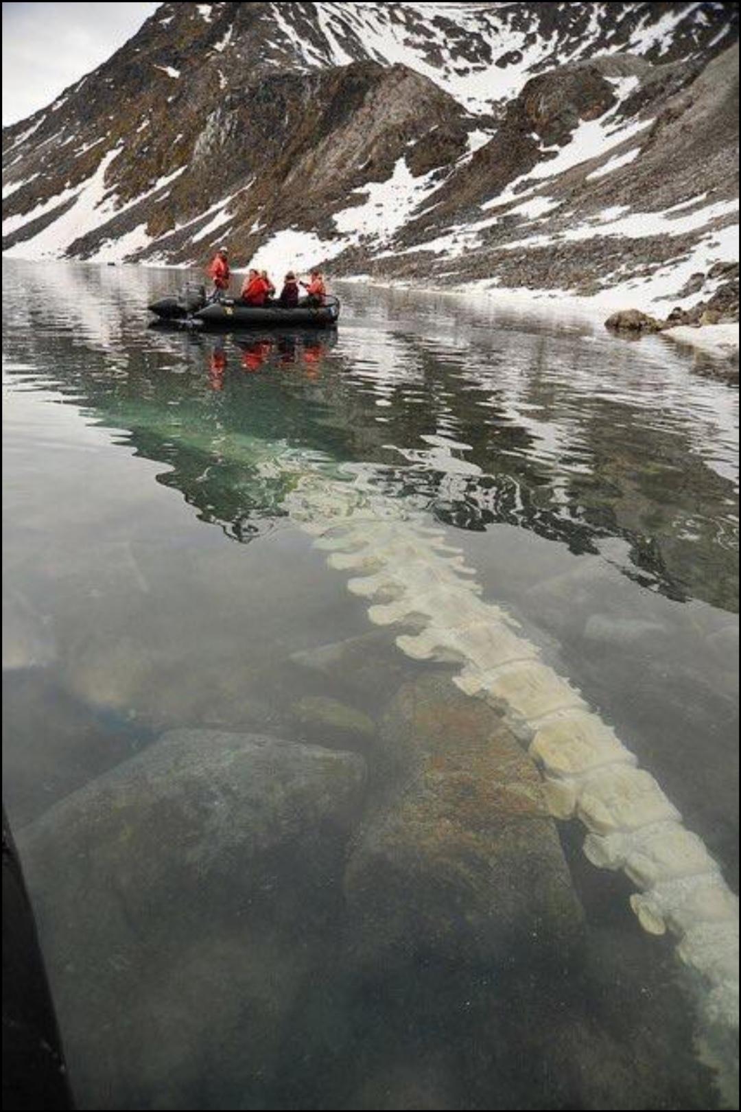 A fin whale vertebrae submerged in a Norwegian lake.