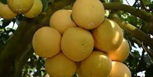 Grapefruits are called grapefruits because they grow in clusters like grapes…