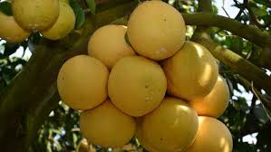Grapefruits are called grapefruits because they grow in clusters like grapes...