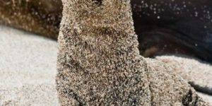 Sea Lion pups roll in sand to protect themselves from the sun… But also maybe because they literally just flop around in sand all day.