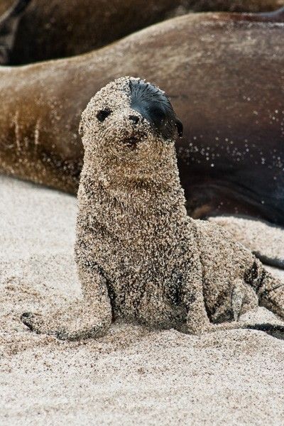 Sea Lion pups roll in sand to protect themselves from the sun... But also maybe because they literally just flop around in sand all day.