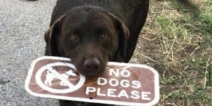 (dogs can’t read)