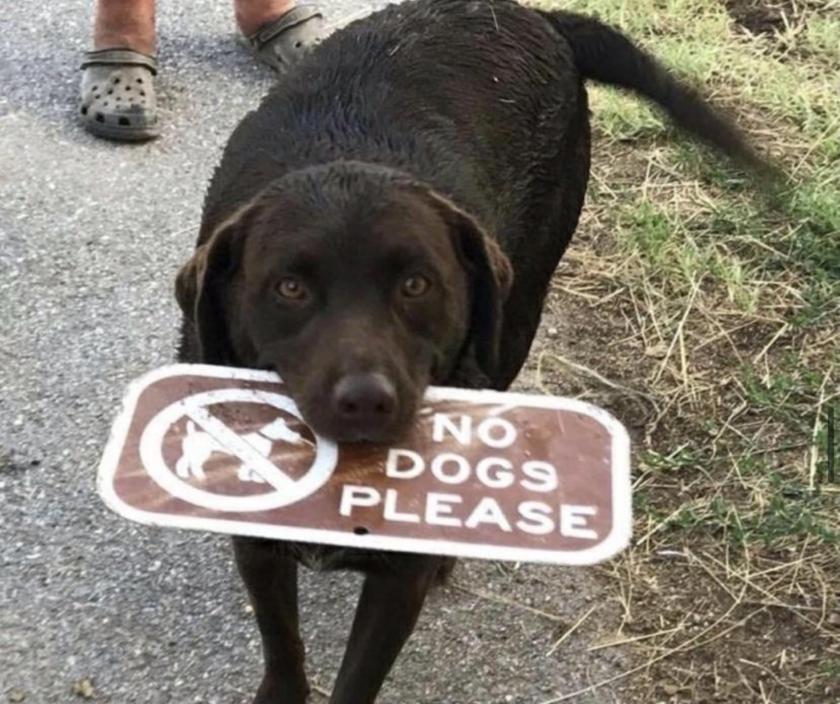 (dogs can't read) 