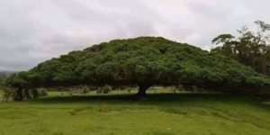 This tree covers a lot of ground.