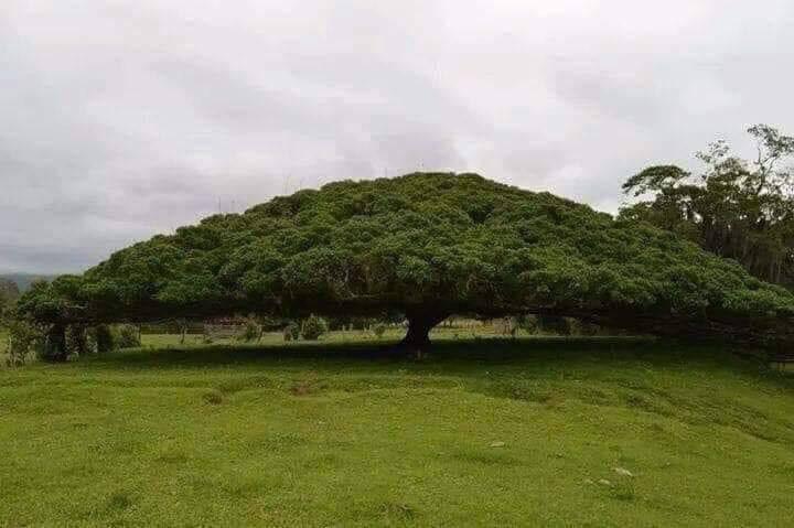 This tree covers a lot of ground.
