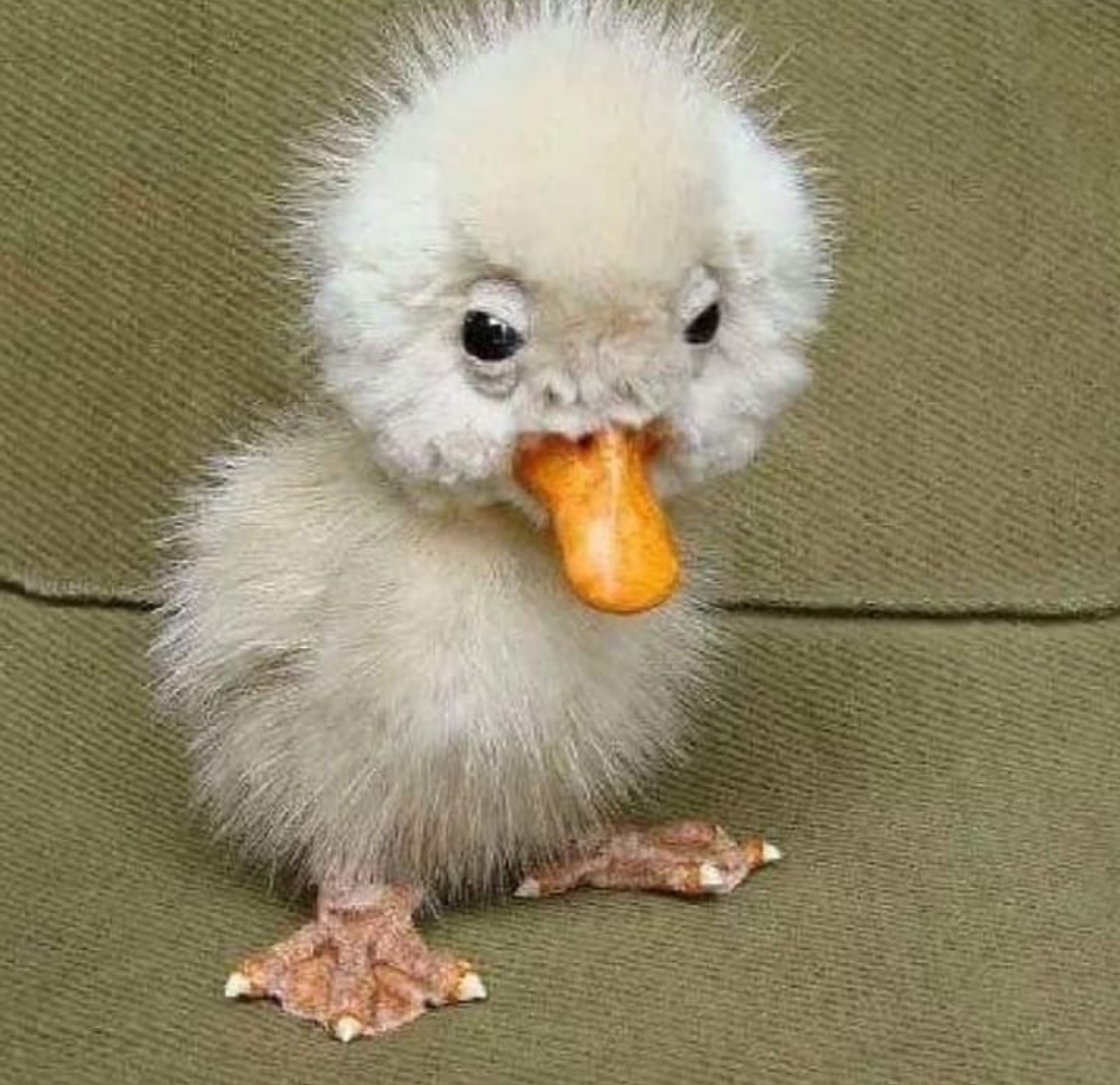 The Ugly Duckling - An Origin Story