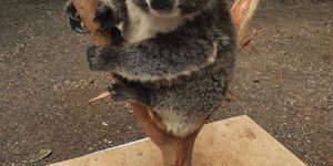 One of many methods to weigh a koala.