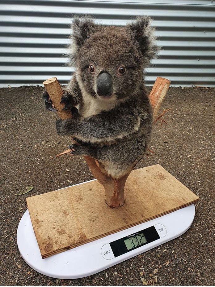 One of many methods to weigh a koala.