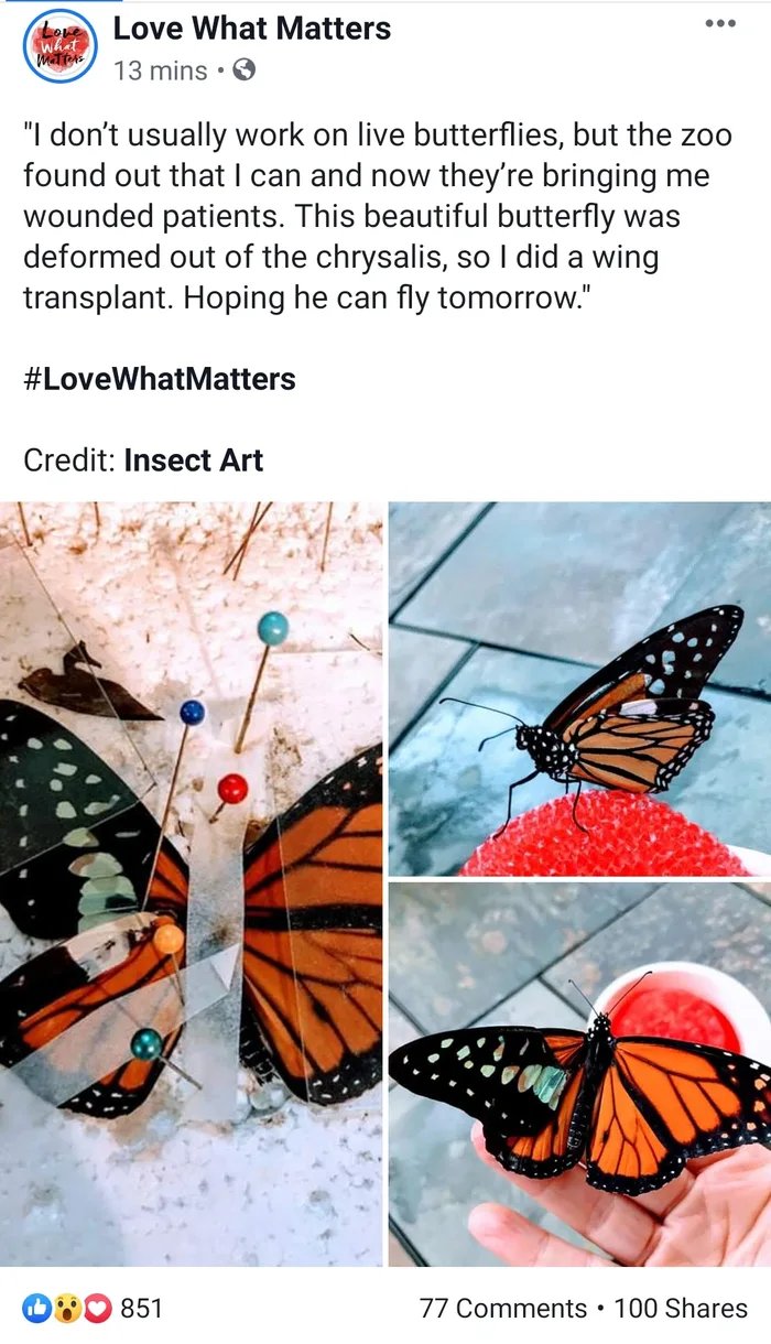 Butterfly wing transplants. What a time to be alive.