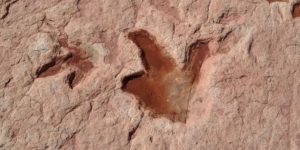 Dinosaur tracks in Arizona