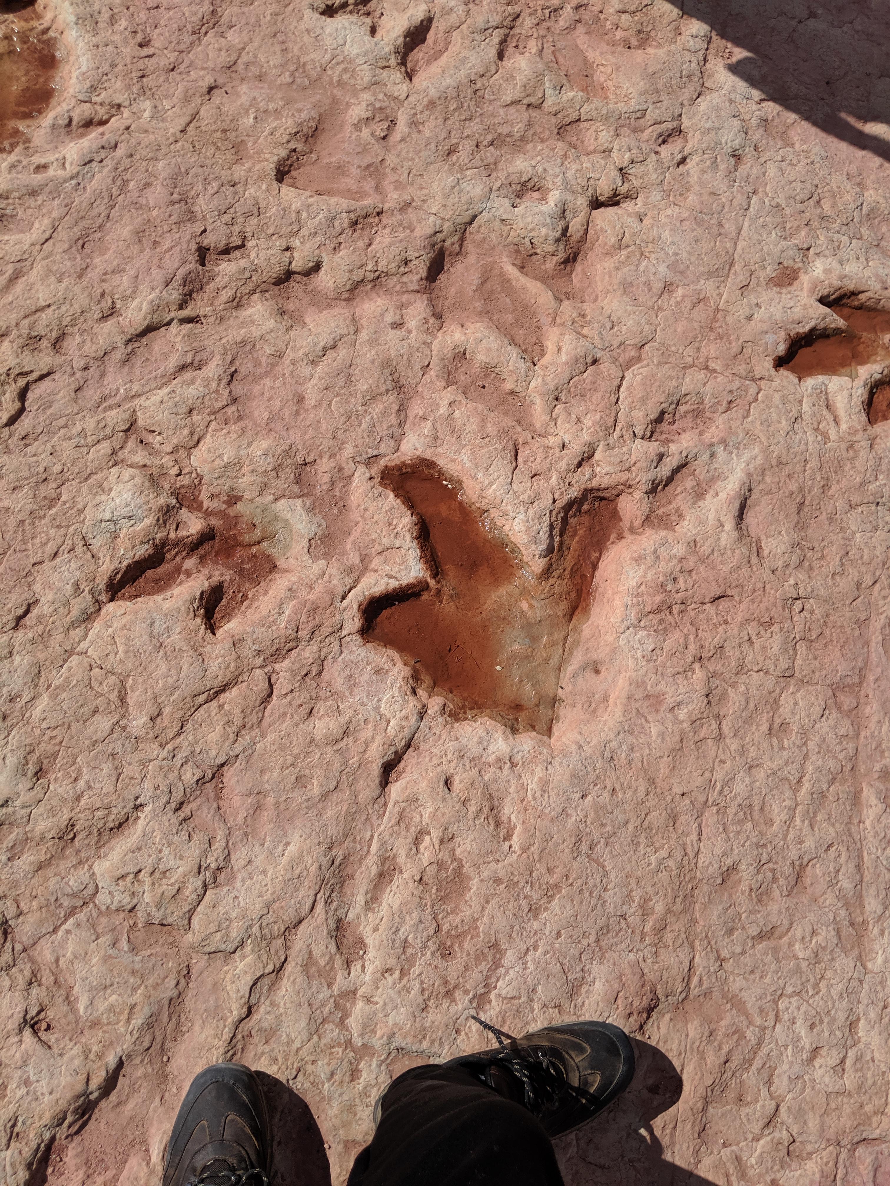 Dinosaur tracks in Arizona