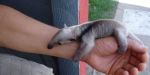 baby anteaters are a tad needy.