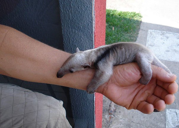 baby anteaters are a tad needy.