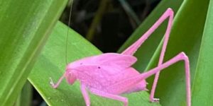 The mythical pink katydid.