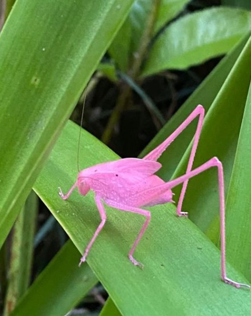 The mythical pink katydid.