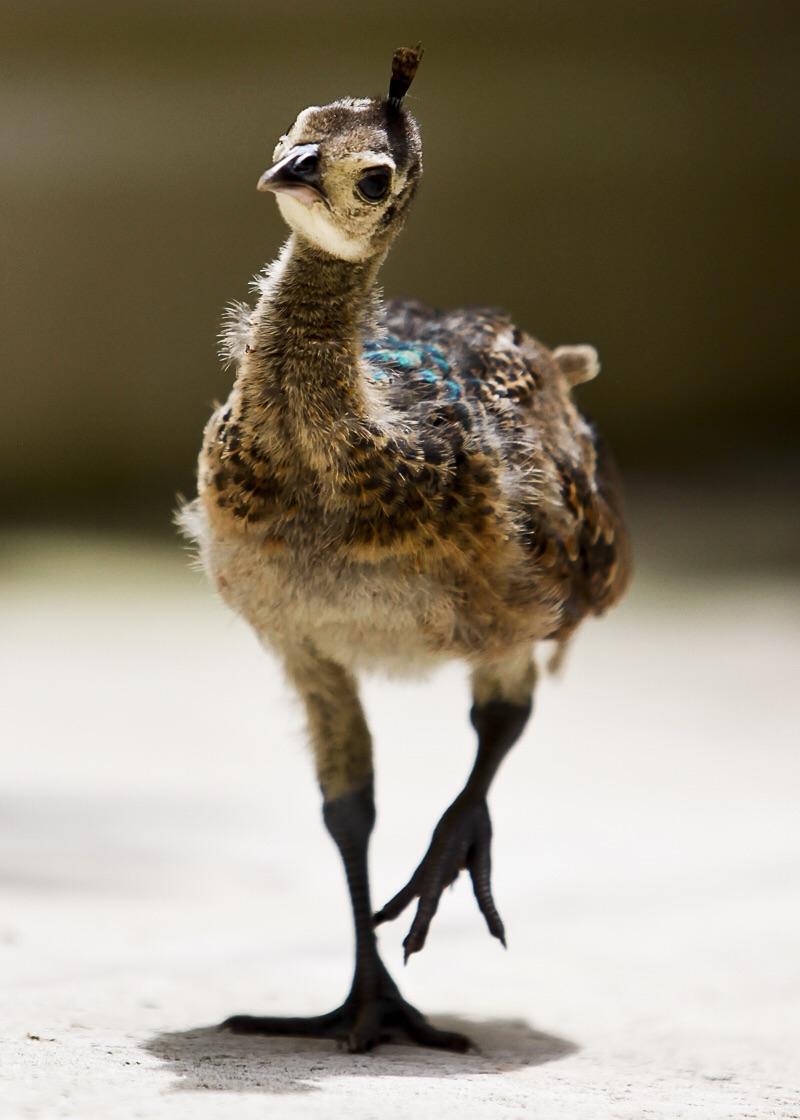 Baby peacock getting ready to bloom.