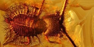 This monster preserved in amber from ~40 zillion years ago.