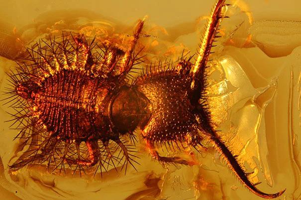 This monster preserved in amber from ~40 zillion years ago.