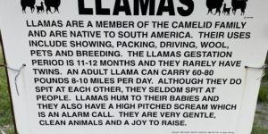 Llamas are a joy to raise, allegedly.