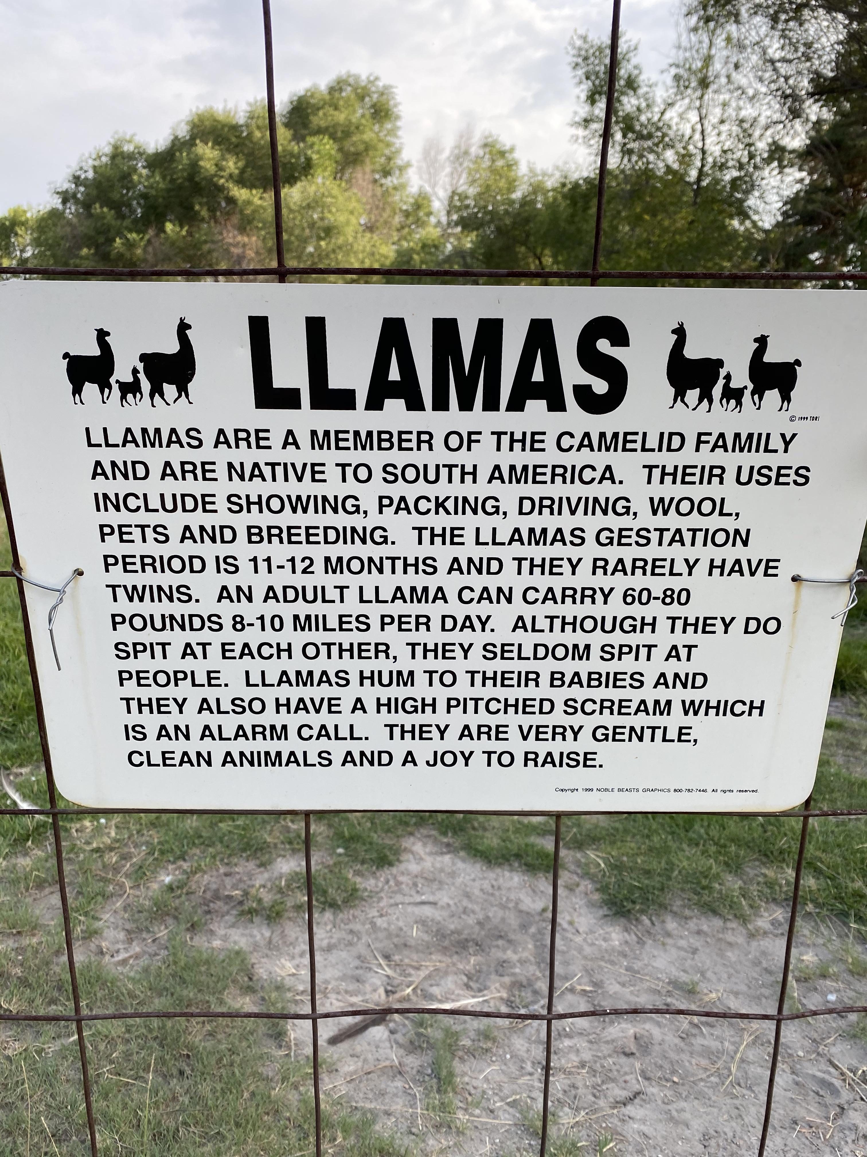 Llamas are a joy to raise, allegedly. 