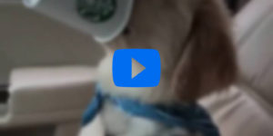Starbucks Pup Cups