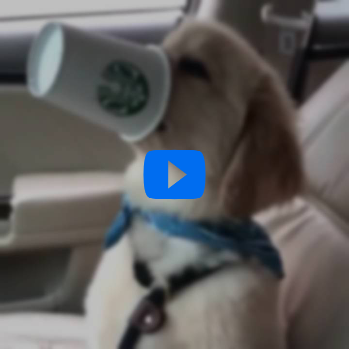 Starbucks Pup Cups
