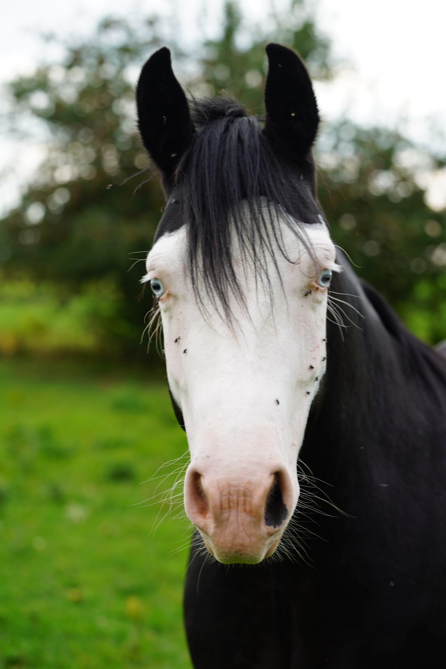 This horse will evaluate your soul, for a fee.