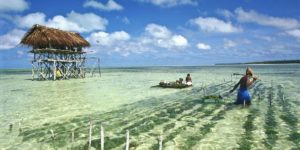 Seaweed farming.