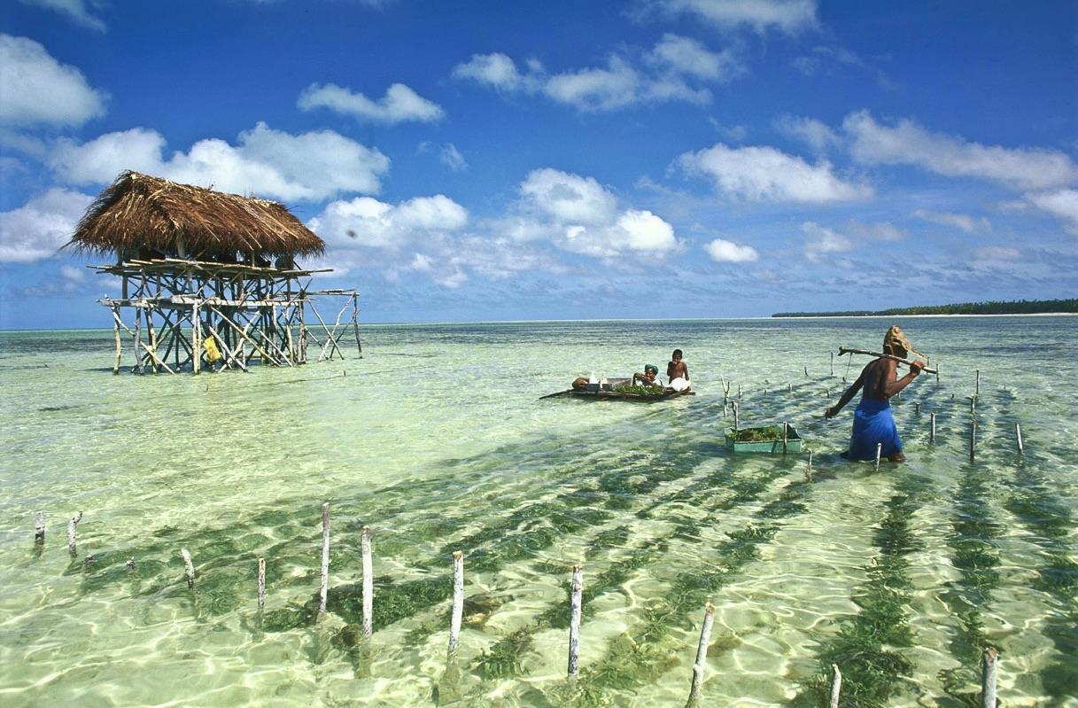 Seaweed farming.