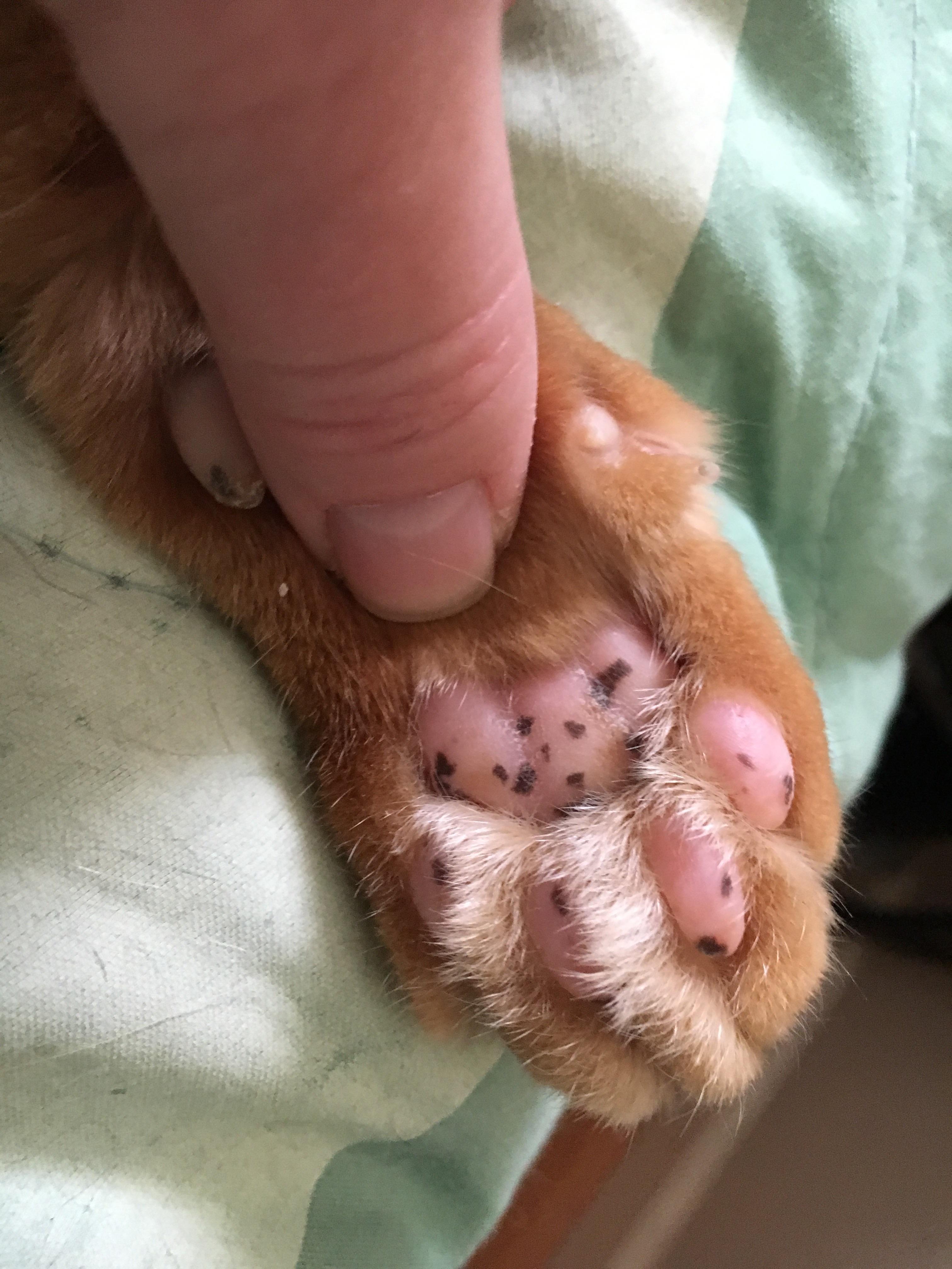 My kijje has freckles on his push beans.