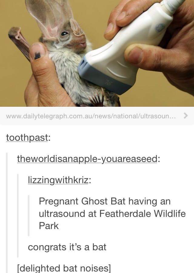 Pregnant ghost bat