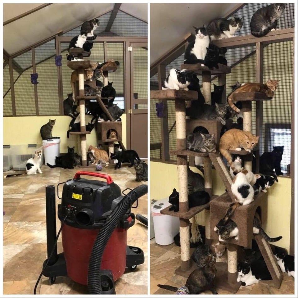 Vacuum day at the animal shelter...